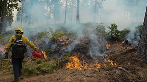 2.6K views · 79 reactions | Working outside in the forest sounds like...