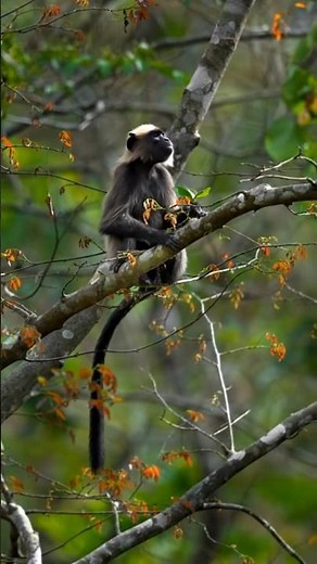 Cute Monkey Sitting on a Tree 🐒🌳 | Nature Moment