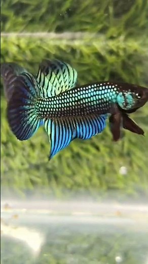 Wild Betta fish Beauty | Rare Natural Swim | Satisfying Aquarium | calming video #shorts #viral