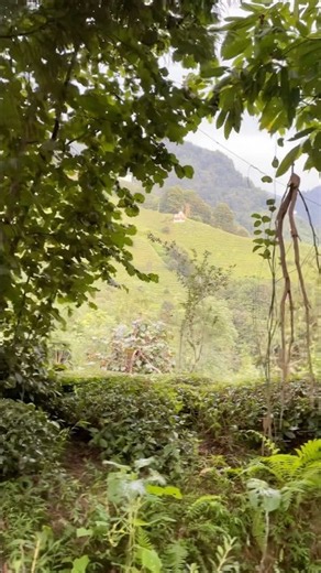Yeşilin 50 tonu #rize 50 shades of green