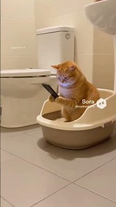 Does anyone know how to fix a cat's phone?