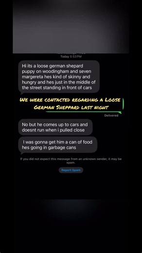 🚨 JUST RESCUED — GERMAN SHEPHERD ROAMING FOR WEEKS🚨 Last night, we received a text about a young German Shepherd who had been roaming a neighborhood for weeks. We headed out immediately. It took us nearly 45 minutes just to find her… and when we finally did, she was surviving the only way she could — eating out of the trash. The second we opened our car door, she bolted. What followed was a 2.5 hour chase through the neighborhood. This sweet girl knew the streets like the back of her hand — ev