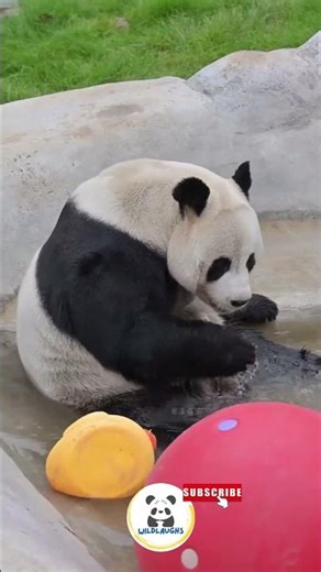 This panda loves water more than you do! 😂🐼 #funny #panda #shorts