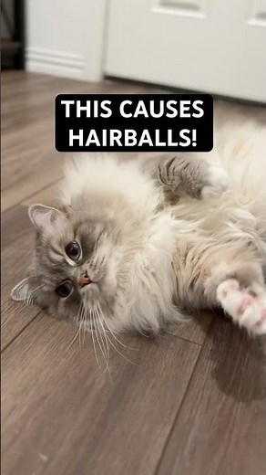 This Is What Causes Hairballs in Cats (1 Minute Fix)