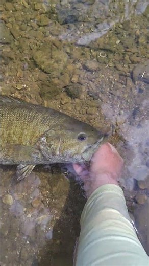 21 incher in the creek #fishing #fish #bassfishing #nature #creek #river #smallmouthbass #outdoors