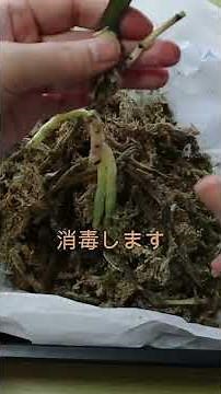 【胡蝶蘭】枯れる？復活する？葉っぱ１枚になってしまった瀕死の胡蝶蘭を植替える#shorts