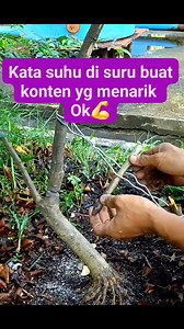 87 reactions · 112 comments | Ok tak laksanakan hu  Selamat menjalankan ibadah puasa  #wrightiaReligiosa #bonsaitree #fyp | Karimun Java | Facebook