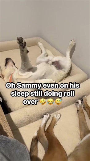 Sam the golden Lab is a funny 🤣 dog!#dog#doglovers#furbabies