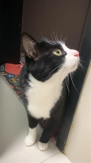 Whose Silly Cow Cat Is This? My Cow Cat’s Daily Chaos Is Too Funny to Handle #cat #pigfeed #funnycat