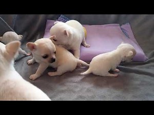 Lots of squeeky and howling sounds... Chihuahua babies