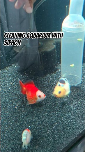 Cleaning My Aquarium with a Siphon | Easy Fish Tank Maintenance