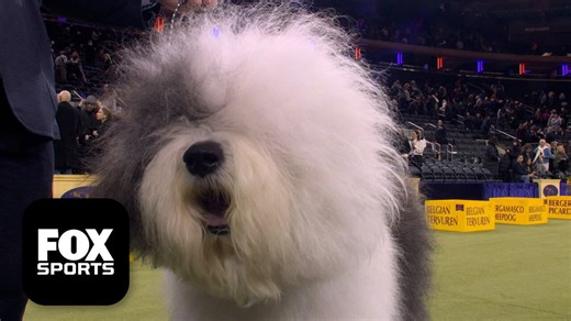 The herding group 🐕 2026 Westminster Dog Show