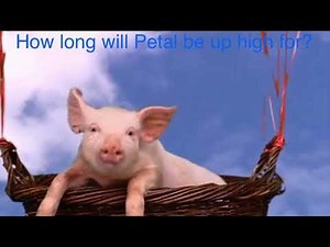 Wiggly Trivia Big Barn Farm: Pigs Might Fly