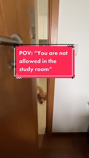 Adorable Goldador and Labrador Retriever Mix Puppies