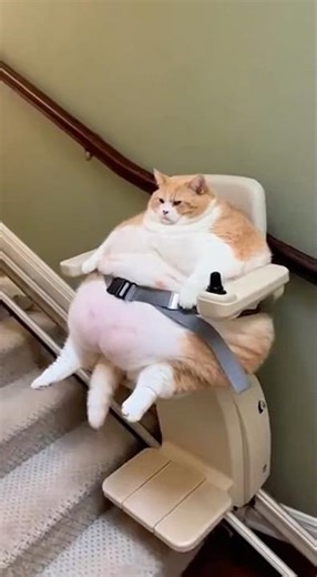 Large Cat Using Stair Lift