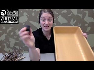 Nature Challenge: Building a Beaver Dam