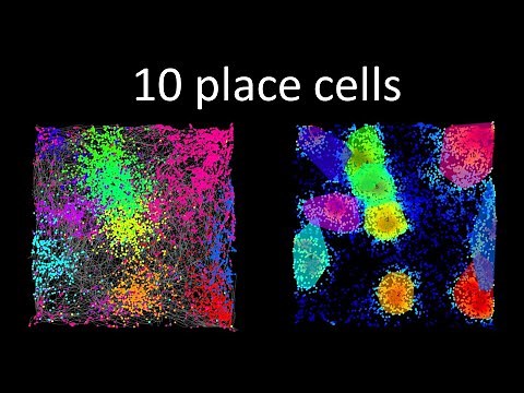 10 place cells (rat hippocampus CA1) recorded simultaneously over 50 minutes of foraging
