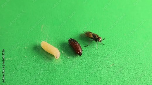 Housefly life cycle: Larva, pupa and, adult housefly isolated on a green background. Stages of Musca domestica Linnaeus. Common House fly. Insects, insect. Bugs, bug. Animals, animal. Wild nature