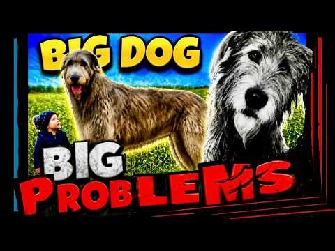 The Reconstruction of the iconic Irish Wolfhound: The dreaded popular sire effect revisited