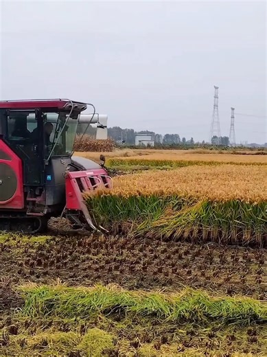 Mohamed Khater Import and Export Company Insights