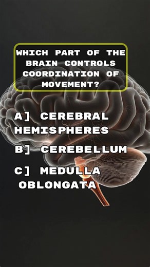 Brain
