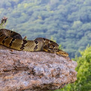 Timber Rattlesnake vs. Eastern Diamondback: What Sets These Fanged Serpents Apart?
