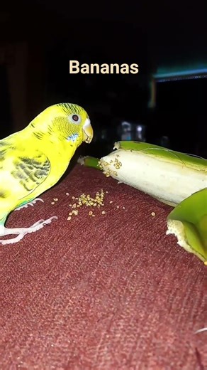 Amazing Birds Of Australia Love Their Bananas. Parrot's Budgie Parakeet Dietary Needs. Ft Star ✨.