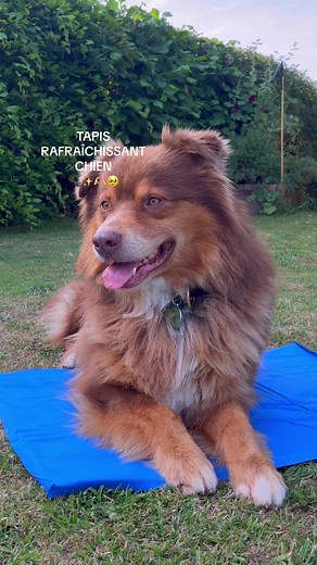 Test du tapis rafraîchissant Oslo pour chien
