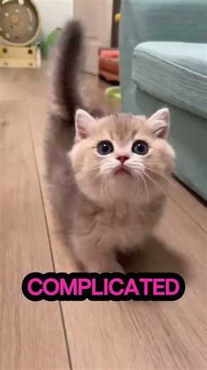 The Cutest Little Cat You’ve Ever Seen