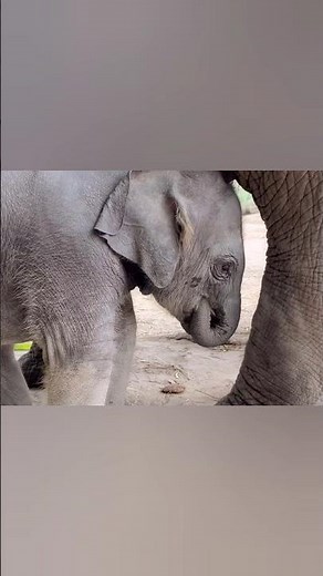 Baby Elephant Sucks Its Trunk Like a Thumb! 🐘🍼 #babyelephant #cuteanimal #wildlife #shorts