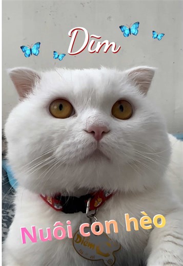 Nuôi được con hèo, mát hết cả dạ #dimlaconmeo #catstory #funnyvideos #mèodễthương @Dĩm mèo 🐈