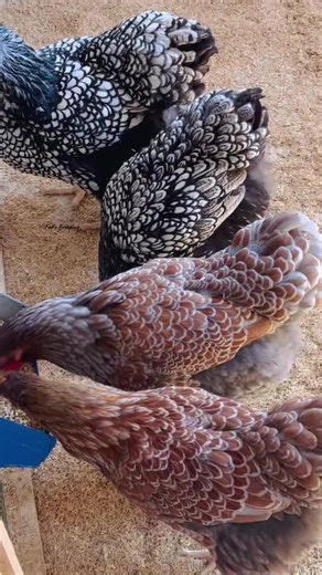 🐔 Australorp Chicken – The Egg-Laying Champion Australorp… the egg production powerhouse! 🥚🔥 ✔️ One of the world’s top egg-laying heritage breeds ✔️ Can produce 250–300 eggs per year under good management ✔️ Calm temperament and easy to handle ✔️ Adaptable to different climates ✔️ Ideal for backyard and small farm setups 📌 If you're looking for high productivity consistent returns, 👉 Australorp is a smart investment for poultry keepers 💰🐓 #Australorp #BackyardChickens #EggProduction #Poul