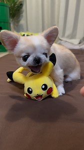 A wild Pikachu appeared! Which one is Pikachu? #pokemon #pikachu #chihuahua #pekingese #barkingdog #barkingdogs | 下平夏奈