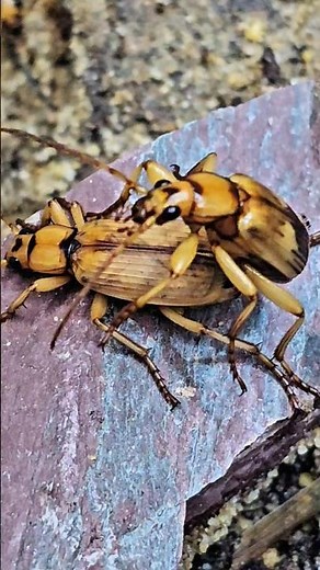 Bombardier Beetle Reproduction #bombardier #insects