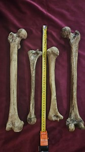 Realistic Movie Prop Bones - Femur and Humerus Lightweight Set - Etsy UK