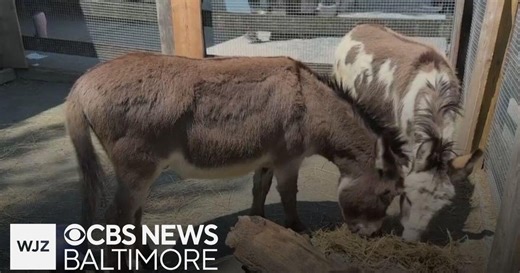 Field Trip: Learning what it takes to care for donkeys at The Maryland Zoo