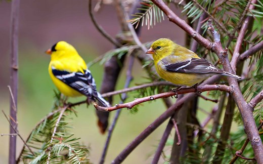 Discover the Official State Bird of Washington State