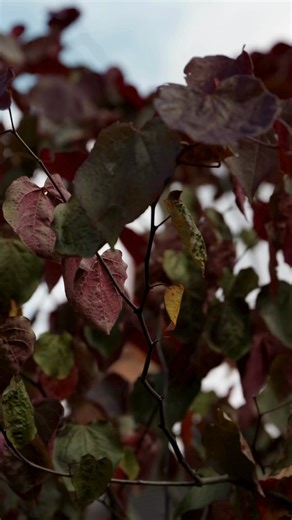 There is something restorative about planting a bare root rose. In the simple act of planting, we find unexpected gifts for our own wellbeing. 1. A moment of stillness 2. Connection with the earth 3. Hope for the future 4. Gentle exercise 5. Anticipation of joy | David Austin Roses