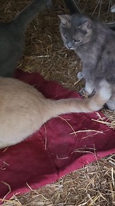 Tabbies, slate and Bonnie baby girl | Precious and Pootie's fur baby adventures