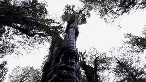 ¿Es el ‘Gran Abuelo’ de Chile el árbol más viejo del mundo?