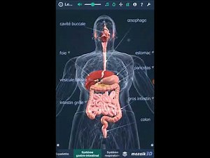 Le corps humain (masculin) 3D application Android