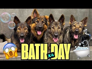 Bath Day for Four German Shepherds | Dog Bath Routine
