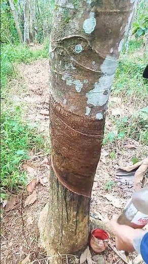 rubber tapping.increasing energy" #howrubberismade #latex #rubber #satisfying #wildlife