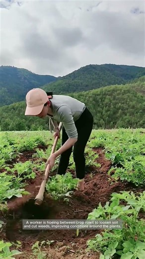 Row Hoeing for Fast Weed Control and Soil Aeration
