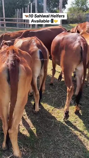 🚨 CALVES & HEIFERS FOR SALE – GICHEHA FARM BORAN ,SAHIWAL, BRAHMAN Interested in beef farming? Start or grow your herd with our quality calves and heifers! Prices: • Calves – From *KSH 25,000 • Heifers – From *KSH 60,000 (slightly negotiable) Why Cooperate with Gicheha Farm? • Strong, healthy breed s • Delivery arranged *free upon agreement* • Trusted source for quality livestock 📞 Call or WhatsApp: 0100423200 to place your order or make inquiries. Build a profitable beef farming venture with 