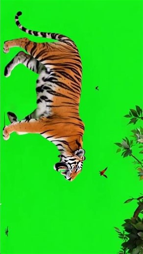 “Tiger Walking Animation | Chroma Key Video for Editing” #shorts
