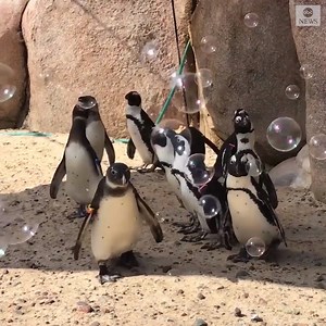 415K views · 22K reactions | These African penguins chasing bubbles at the Toledo Zoo will make your Monday morning. https://abcn.ws/33fgglT | ABC News | Facebook