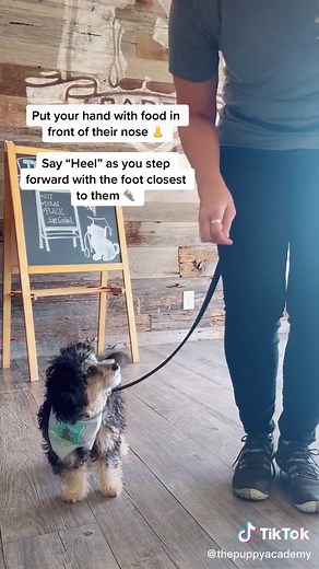 Super quick intro to teaching “Heel”! #puppytraining #puppytips #puppywalk #newpuppy #puppytrainers #puppyschool #puppiesoftiktok @thepuppyacademy