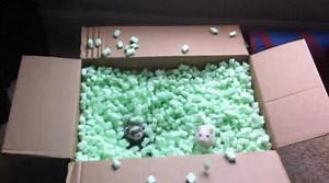 Proper use of packing peanuts!😍 | Cute Animals