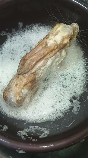 bunny's bathing time 🐇🛀🏻